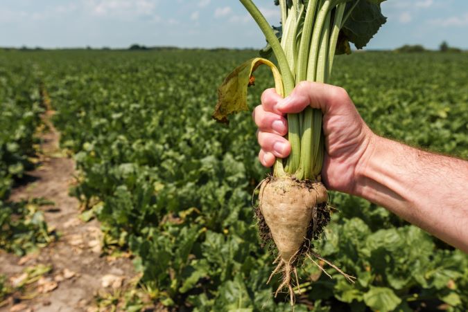 A freshly picked sugar beet. 