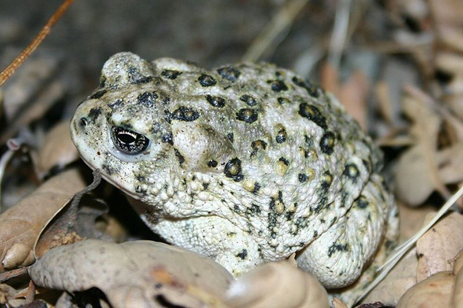 Arroyo Toad