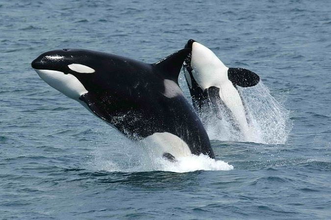 Two orcas surfacing